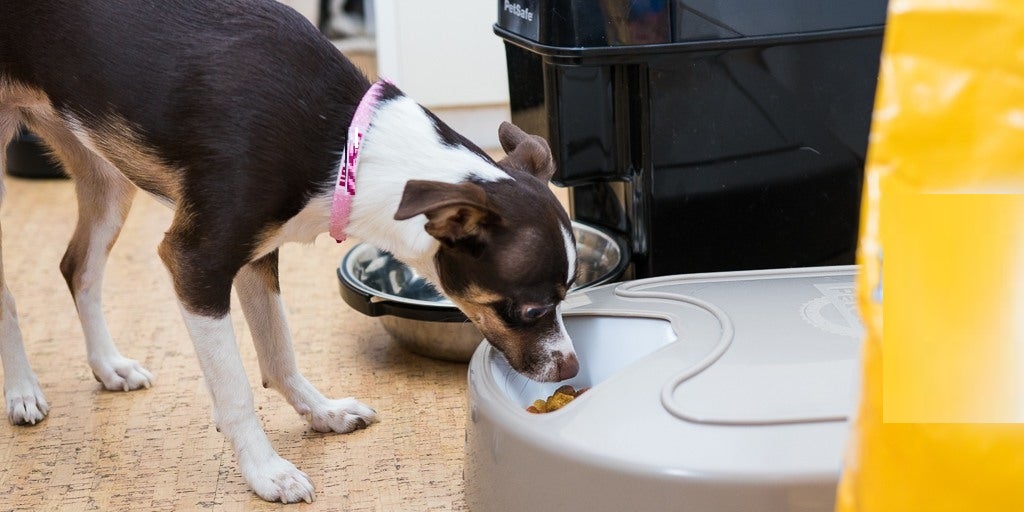 Smart Pet Feeders by stainless steel dog dishes at Clever Dog Treats Company